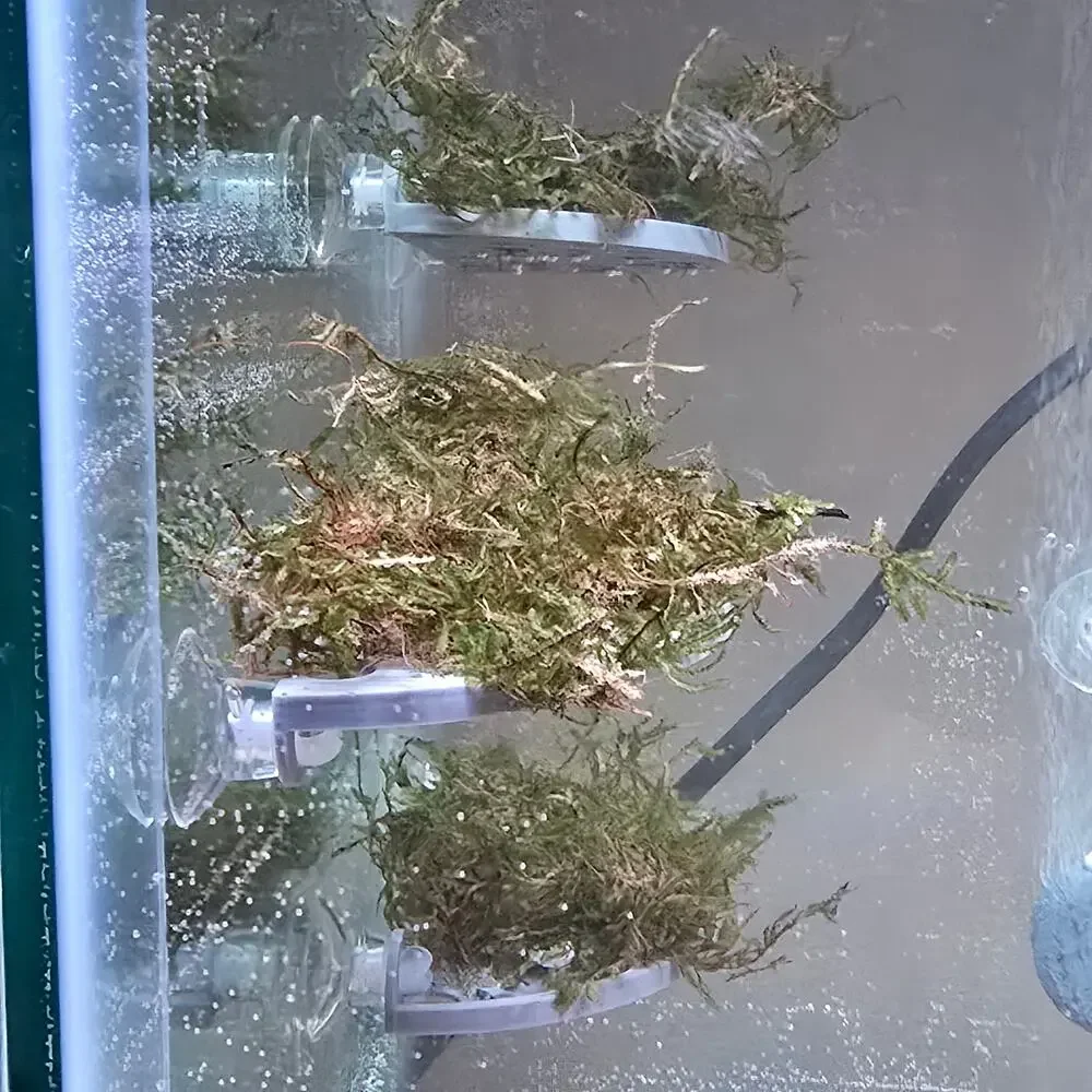 Aquarium Java Moss Shelf | Moss Ledge for Fish Tanks | Aquascaping Plant Holder